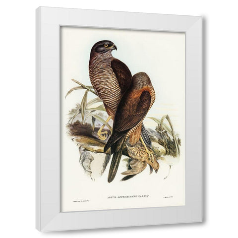 Australian Goshawk-Astur approximans White Modern Wood Framed Art Print by Gould, John