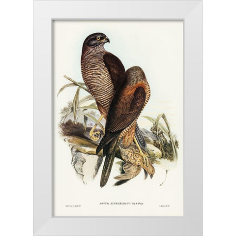 Australian Goshawk-Astur approximans White Modern Wood Framed Art Print by Gould, John