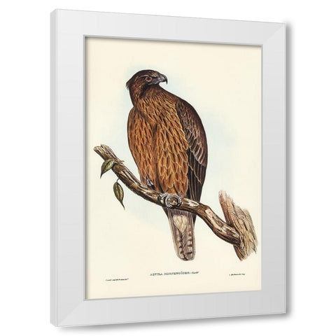 Little Australian Eagle-Aquila Morphnoides White Modern Wood Framed Art Print by Gould, John