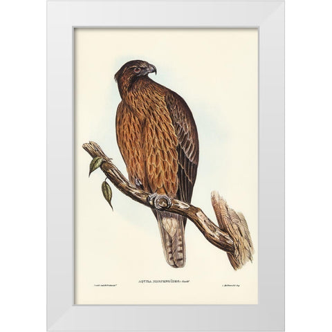 Little Australian Eagle-Aquila Morphnoides White Modern Wood Framed Art Print by Gould, John