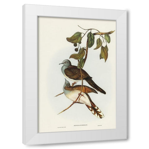 Barred-shouldered Ground Dove-Geopelia humeralis White Modern Wood Framed Art Print by Gould, John