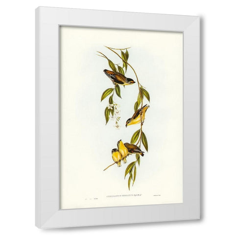 Striated Pardalote-Pardalotus striatus White Modern Wood Framed Art Print by Gould, John