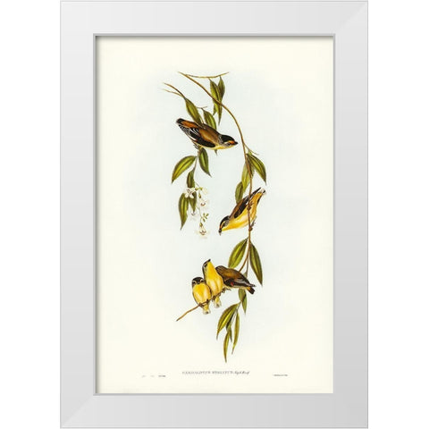 Striated Pardalote-Pardalotus striatus White Modern Wood Framed Art Print by Gould, John