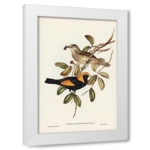 Regent Bird-Sericulus chrysocephalus White Modern Wood Framed Art Print by Gould, John