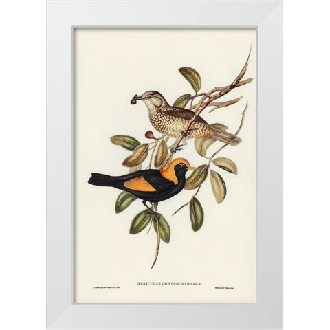 Regent Bird-Sericulus chrysocephalus White Modern Wood Framed Art Print by Gould, John
