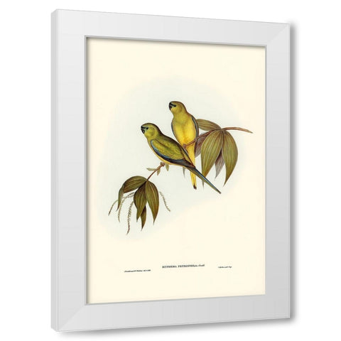 Rock Grass-Parakeet-Euphema petrophila White Modern Wood Framed Art Print by Gould, John