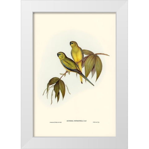 Rock Grass-Parakeet-Euphema petrophila White Modern Wood Framed Art Print by Gould, John