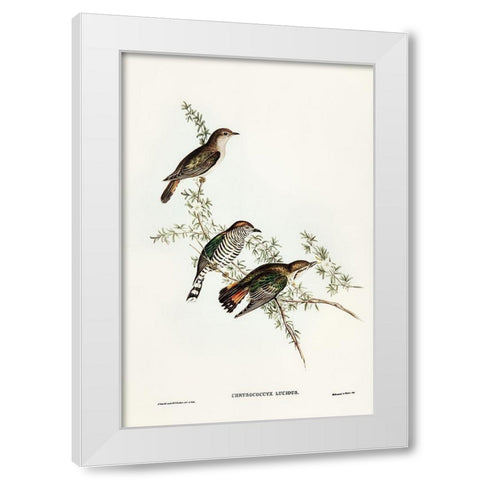 Shining Cuckoo-Chrysococcyx lucidus White Modern Wood Framed Art Print by Gould, John