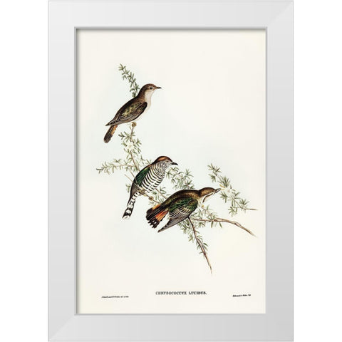 Shining Cuckoo-Chrysococcyx lucidus White Modern Wood Framed Art Print by Gould, John