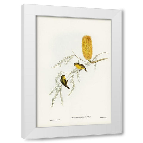 Little Acanthiza-Acanthiza nana White Modern Wood Framed Art Print by Gould, John