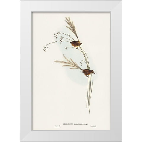 Emu Wren-tipiturus malachurus White Modern Wood Framed Art Print by Gould, John