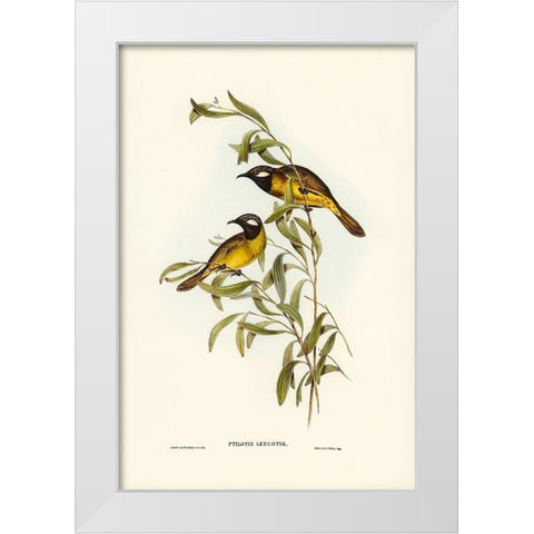 White-eared Honey-eater-Ptilotis leucotis White Modern Wood Framed Art Print by Gould, John