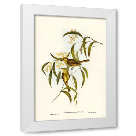 White-plumed Honey-eater-Ptilotis penicillatus White Modern Wood Framed Art Print by Gould, John