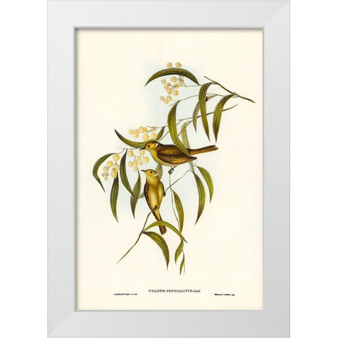 White-plumed Honey-eater-Ptilotis penicillatus White Modern Wood Framed Art Print by Gould, John