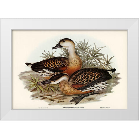 Whistling Duck-Dendrocygna arcuata White Modern Wood Framed Art Print by Gould, John