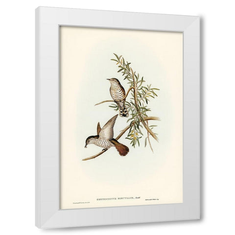 Little Cuckoo-Chrysococcyx minutillus White Modern Wood Framed Art Print by Gould, John
