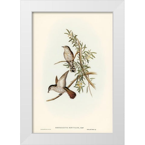 Little Cuckoo-Chrysococcyx minutillus White Modern Wood Framed Art Print by Gould, John