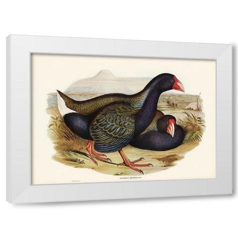 Notornis-Notornix Mantelli White Modern Wood Framed Art Print by Gould, John