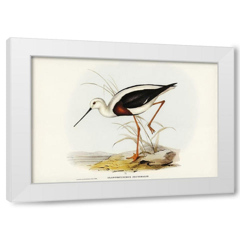 Banded Stilt-Chladorhynchus pectoralis White Modern Wood Framed Art Print by Gould, John