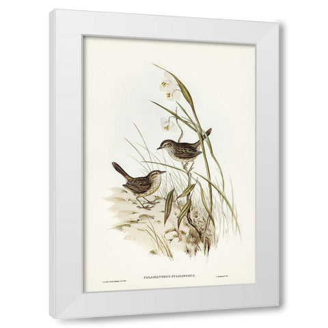Striated Reed Lark-alamanthus fuliginosus White Modern Wood Framed Art Print by Gould, John