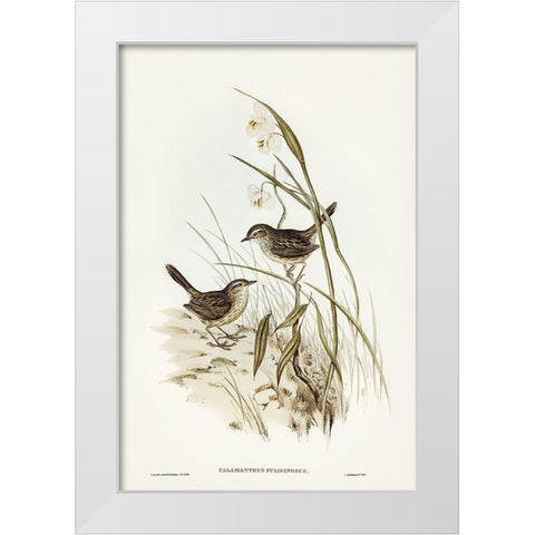 Striated Reed Lark-alamanthus fuliginosus White Modern Wood Framed Art Print by Gould, John