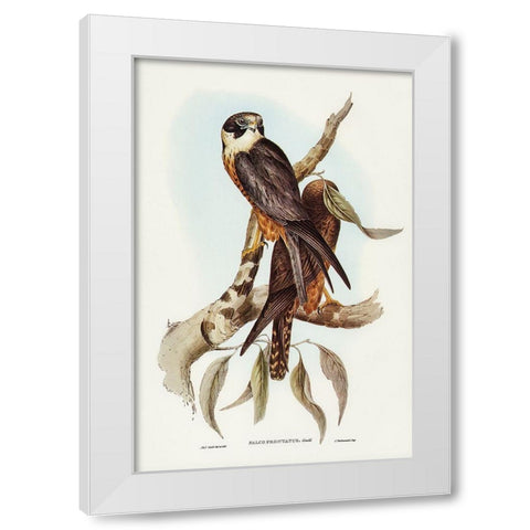 Falcon-Falco Frontatus White Modern Wood Framed Art Print by Gould, John