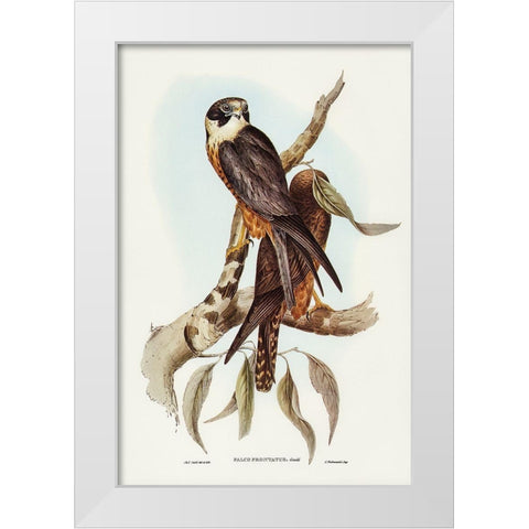 Falcon-Falco Frontatus White Modern Wood Framed Art Print by Gould, John