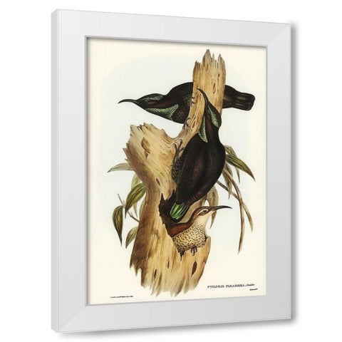 Rifle Bird-Ptiloris paradiseus White Modern Wood Framed Art Print by Gould, John