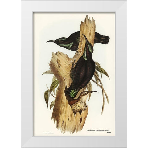 Rifle Bird-Ptiloris paradiseus White Modern Wood Framed Art Print by Gould, John