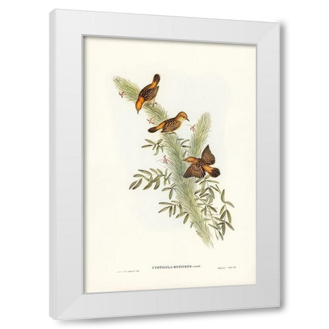 Rufous-headed Warbler-Cysticola ruficeps White Modern Wood Framed Art Print by Gould, John