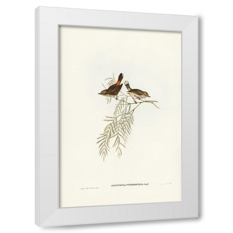 Red-rumped Acanthiza-Acanthiza pyrrhopygia White Modern Wood Framed Art Print by Gould, John