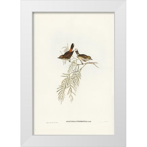 Red-rumped Acanthiza-Acanthiza pyrrhopygia White Modern Wood Framed Art Print by Gould, John