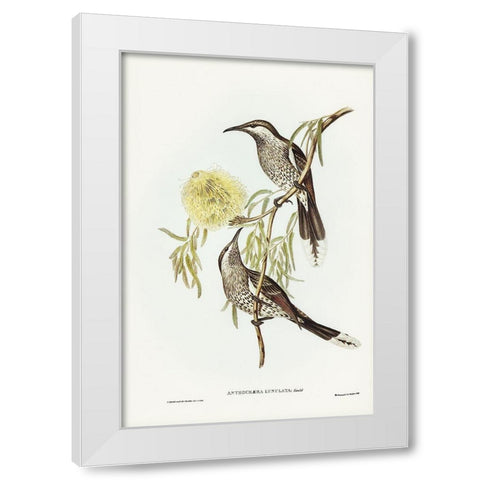 Lunulated Wattle Bird-Anthochaera lunulata White Modern Wood Framed Art Print by Gould, John