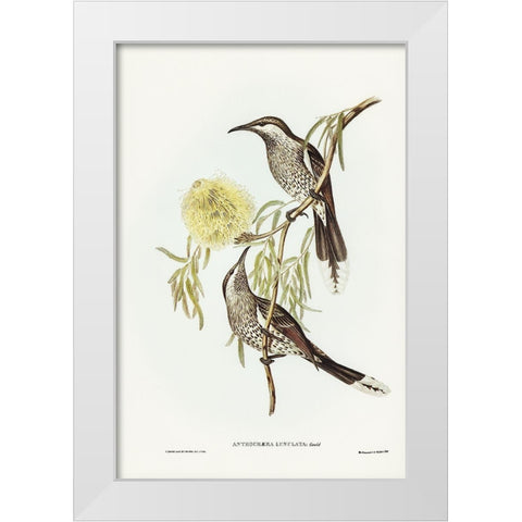 Lunulated Wattle Bird-Anthochaera lunulata White Modern Wood Framed Art Print by Gould, John