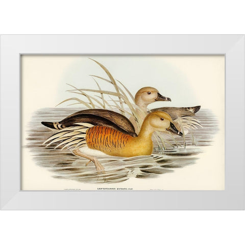 Eytons Duck-Leptotarsis Eytoni White Modern Wood Framed Art Print by Gould, John