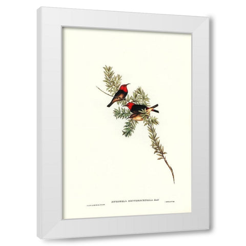 Red-headed Honey-eater-Myzomela erythrocephala White Modern Wood Framed Art Print by Gould, John