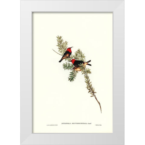 Red-headed Honey-eater-Myzomela erythrocephala White Modern Wood Framed Art Print by Gould, John