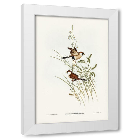 White-eared Grass Finch-Poephila leucotis White Modern Wood Framed Art Print by Gould, John
