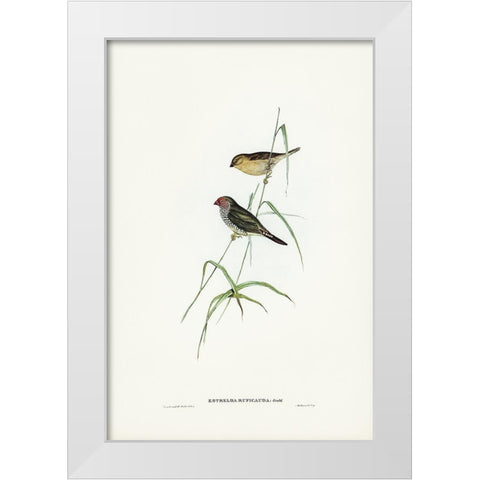Red-tailed Finch-Estrelda ruficauda White Modern Wood Framed Art Print by Gould, John