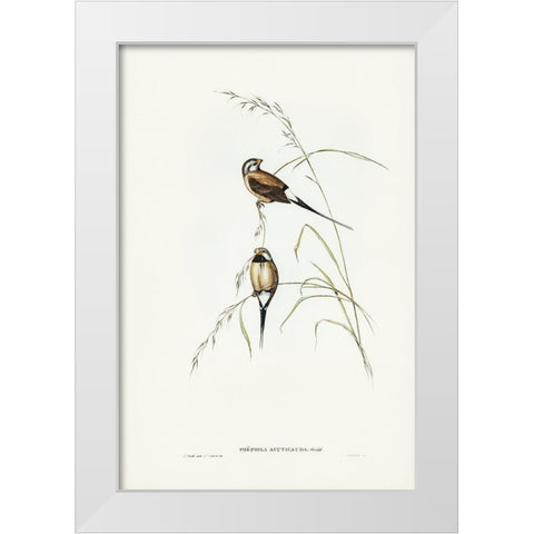 Long-tailed Grass Finch-Poephila acuticauda White Modern Wood Framed Art Print by Gould, John
