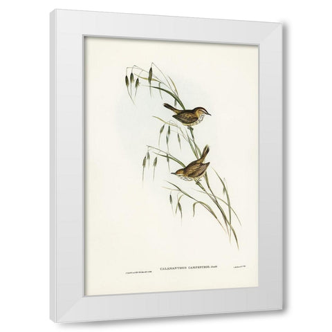 Field Reed Lark-Calamanthus campestris White Modern Wood Framed Art Print by Gould, John