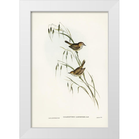 Field Reed Lark-Calamanthus campestris White Modern Wood Framed Art Print by Gould, John