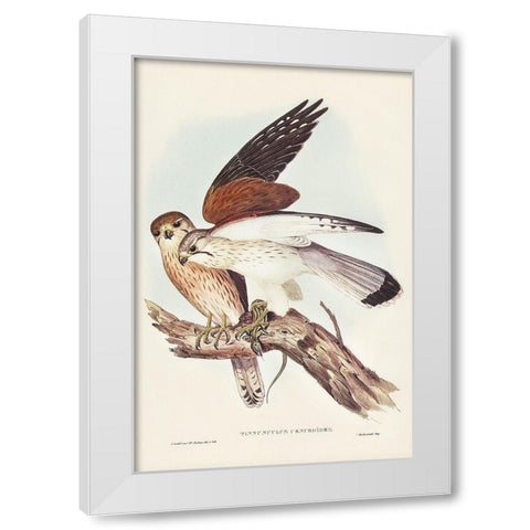 Nankeen Kestril-Tinnunculus Cencbroides White Modern Wood Framed Art Print by Gould, John