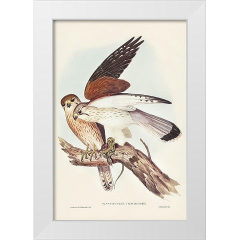 Nankeen Kestril-Tinnunculus Cencbroides White Modern Wood Framed Art Print by Gould, John