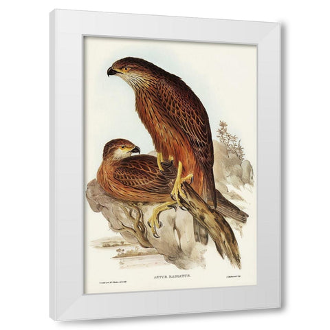Radiated Goshawk-Astur radintus White Modern Wood Framed Art Print by Gould, John