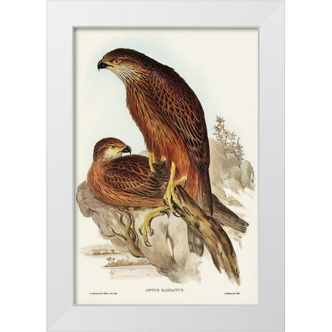 Radiated Goshawk-Astur radintus White Modern Wood Framed Art Print by Gould, John