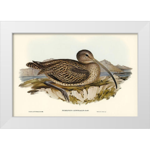 Australian Curlew-Numenius Australis White Modern Wood Framed Art Print by Gould, John
