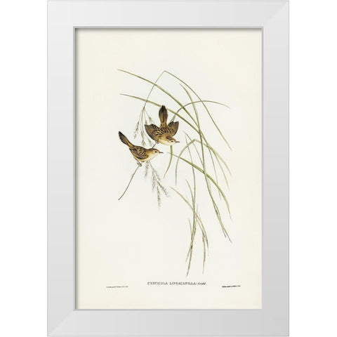 Lineated Warbler-Cysticola lineocapilla White Modern Wood Framed Art Print by Gould, John