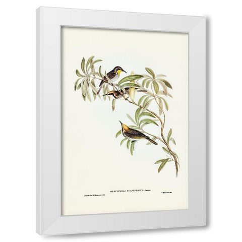 Fulvous-fronted Honey-eater-Glyciphila fulvifrons White Modern Wood Framed Art Print by Gould, John