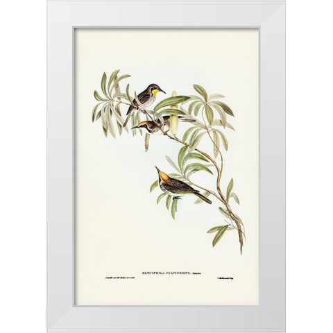 Fulvous-fronted Honey-eater-Glyciphila fulvifrons White Modern Wood Framed Art Print by Gould, John